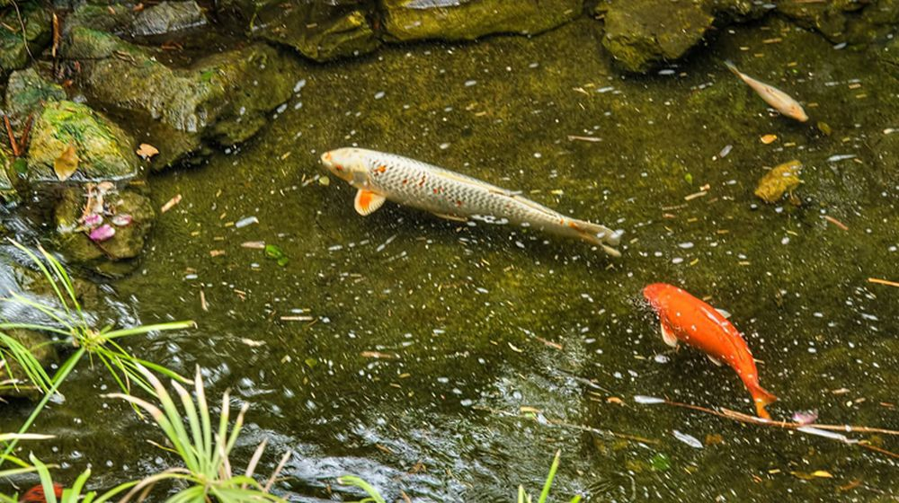 visjes types d'étangs