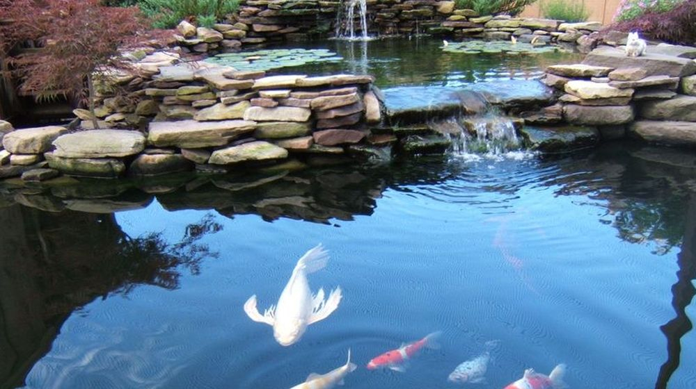 heldere vijver pompen en filters