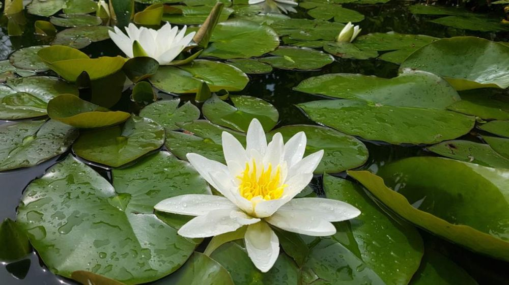 waterlelie VIJVER ONDERHOUDEN