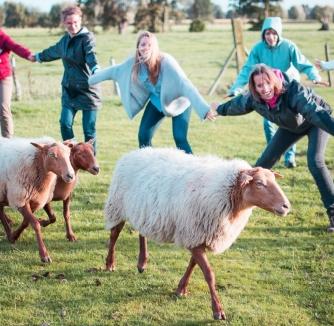 schapen drijven